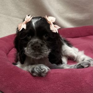 Female Cocker Spaniel Born: 12/15/25 $1999.99 USDA# 48-A-0366