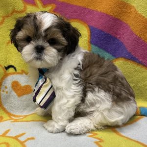 Male Shih Tzu Born: 3/23/26 $1799.99 USDA#