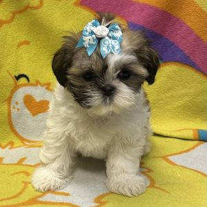 Female Shih Tzu Born: 3/23/26 $1899.99 USDA# 73-A-2831
