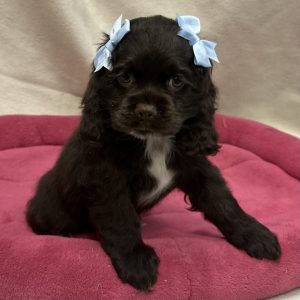 Female Cocker Spaniel Born: 12/15/25 $2099.99 USDA# 48-A-0366