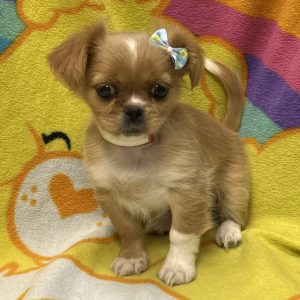 Female Pekingese Born: 3/19/26 $1899.99 USDA# 73-A-2831