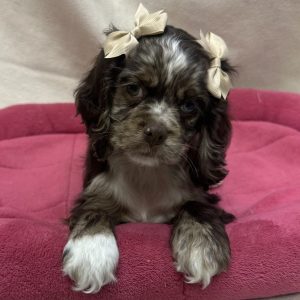 Female Cocker Spaniel Born: 12/15/25 $2099.99 USDA# 48-A-0366
