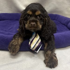 Male Cocker Spaniel Born: 12/15/25 $2099.99 USDA# 48-A-0366