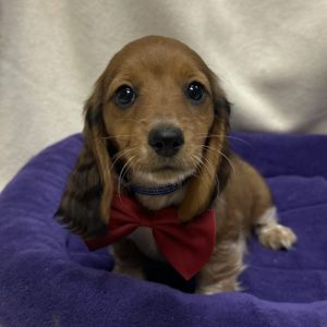 Male Dachshund Born: 12/8/25 $2499.99 USDA# 48-A-0366