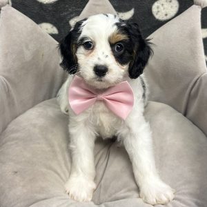 Male Cavapoo (Cavalier x Poodle) Born: 7/8/25 SALE! Originally: $1899.99 Now: $1099.99! USDA# 47-B-0126