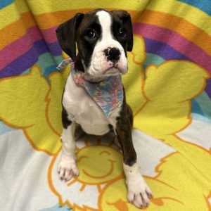 Female Boxer Born: 3/22/26 $2299.99 USDA# 47-B-0126