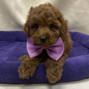 Male Mini Poodle Born: 12/13/25 $2199.99 USDA# 48-A-0366