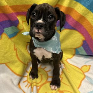 Female Boxer Born: 3/22/26 $2099.99 USDA# 47-B-0126