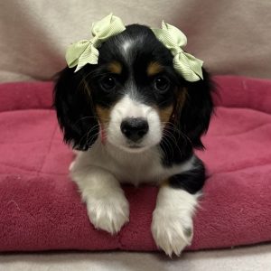 Female Dachshund Born: 12/14/25 $2699.99 USDA# 48-A-0366