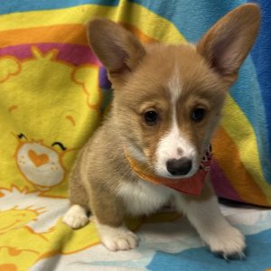 Male Pembroke Welsh Corgi Born: 3/23/26 $2099.99 USDA# 47-B-0126