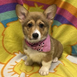 Female Pembroke Welsh Corgi Born: 3/23/26 $2099.99 USDA# 47-B-0126