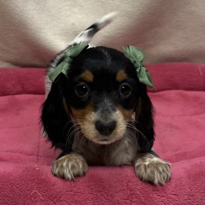 Female Dachshund Born: 12/14/25 $2699.99 USDA# 48-A-0366