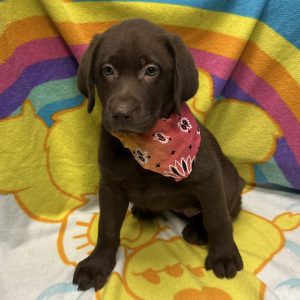 Female Labrador Retriever Born: 4/2/26 $2199.99 USDA# 48-A-0336
