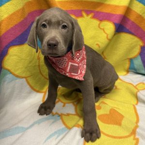 Male Labrador Retriever Born: 4/2/26 $2199.99 USDA# 48-A-0336