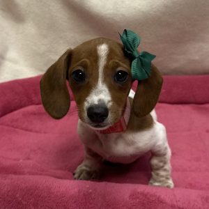 Female Dachshund Born: 12/8/25 $2499.99 USDA# 47-B-0126