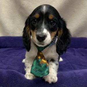 Male Dachshund Born: 12/14/25 $2599.99 USDA# 48-A-0366
