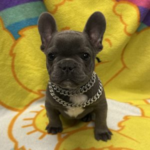 Male French Bulldog Born: 3/24/26 $4999.99 USDA# 48-A-0336