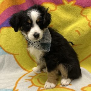 Male Mini Aussie Born: 3/31/26 $2099.99 USDA# 48-A-0336