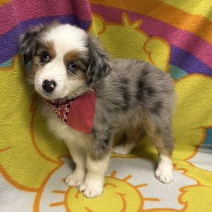 Female Mini Aussie Born: 3/31/26 $2299.99 USDA# 48-A-0336