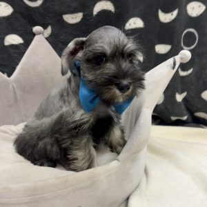 Male Mini Schnauzer Born: 4/23/25 $1699.99 USDA# 