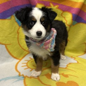 Female Mini Aussie Born: 3/31/26 $2099.99 USDA# 48-A-0336