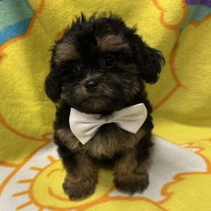 Male Pooshi (Poodle x Shih Tzu) Born: 3/18/26 $1999.99 USDA# 48-A-0336