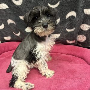 Female Mini Schnauzer Born: 4/23/25 $1899.99 USDA# 