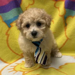 Male Bichapoo (Bichon x Poodle) Born: 4/5/26 $1899.99 USDA# 47-B-0126