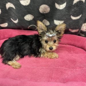 Female Yorkshire Terrier Born: 4/2/25 $2899.99 USDA# 