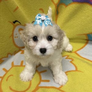 Female Cavachon (Cavalier x Bichon) Born: 4/5/26 $1899.99 USDA# 47-B-0126