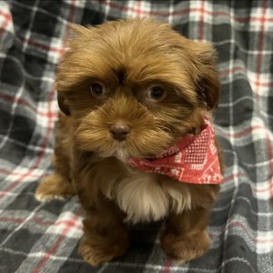Male Shorkie (Shih Tzu x Yorkie) Born: 10/17/25 SALE! Originally: $2199.99 - $300 Now: $1899.99!