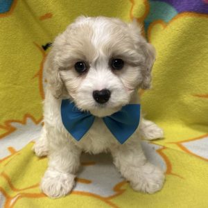 Male Cavachon (Cavalier x Bichon) Born: 4/5/26 $1899.99 USDA# 47-B-0126