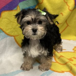 Female Morkie (Maltese x Yorkie) Born: 3/21/26 $1899.99 USDA# 47-B-0126