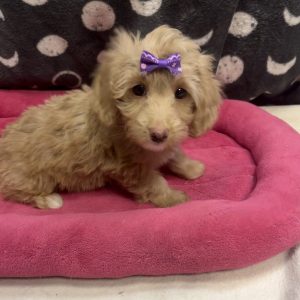 Female Dachipoo (Daschund x Poodle) Born: 5/1/25 $1899.99 USDA#