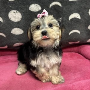 Female Morkie (Maltese x Yorkie) Born: 3/29/25 $2099.99 USDA# 47-B-0126