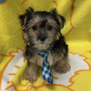 Male Morkie (Maltese x Yorkie) Born: 3/21/26 $1899.99 USDA# 47-B-0126