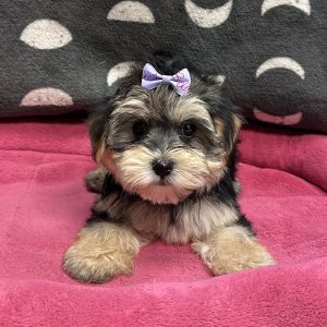 Female Morkie (Maltese x Yorkie) Born: 3/29/25 $1899.99 USDA# 47-B-0126