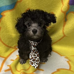 Male Poodle Born: 3/28/26 $1899.99 USDA# 47-B-0126