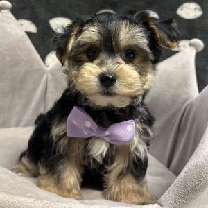 Male Morkie (Maltese x Yorkie) Born: 3/29/25 SALE! Originally: $1899.99 Now: $1699.99! USDA# 47-B-0126