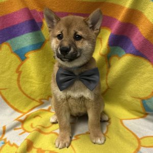 Male Shiba Inu Born: 4/2/26 $1899.99 USDA# 47-B-0126