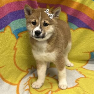 Female Shiba Inu Born: 4/2/26 $1999.99 USDA# 47-B-0126