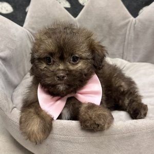Male Pooshi (Poodle x Shih Tzu) Born: 7/10/25 SALE! Originally: $1799.99 Now: $1199.99! USDA# 47-B-0126