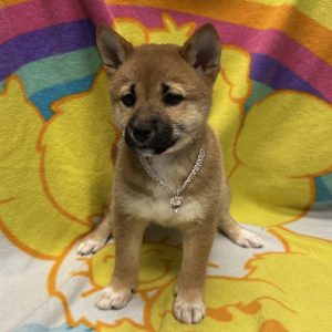 Female Shiba Inu Born: 4/2/26 $1999.99 USDA# 47-B-0126