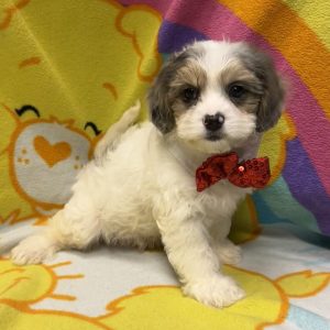 Male Cavapoo (Cavalier x Poodle) Born: 3/30/26 $2099.99 USDA# 47-B-0126