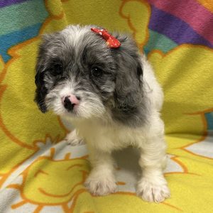 Female Cavapoo (Cavalier x Poodle) Born: 3/28/26 $1799.99 USDA# 47-B-0126