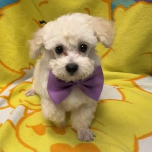 Male Poodle Born: 3/28/26 $1999.99 USDA# 47-B-0126