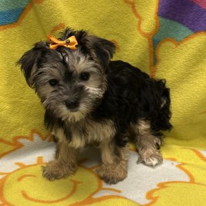 Female Morkie (Maltese x Yorkie) Born: 3/21/26 $1999.99 USDA# 47-B-0126