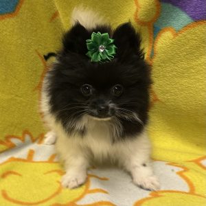 Female Pomeranian Born: 3/17/26 $2699.99 USDA# 47-B-0126