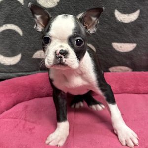 Female Boston Terrier Born: 3/31/25 SALE! Originally: $2099.99 Now: $1999.99! USDA# 47-B-0126