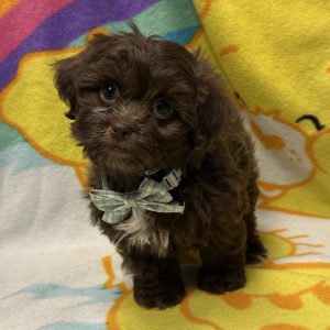 Male Pooshi (Poodle x Shih Tzu) Born: 4/5/26 $2099.99 USDA# 47-B-0126